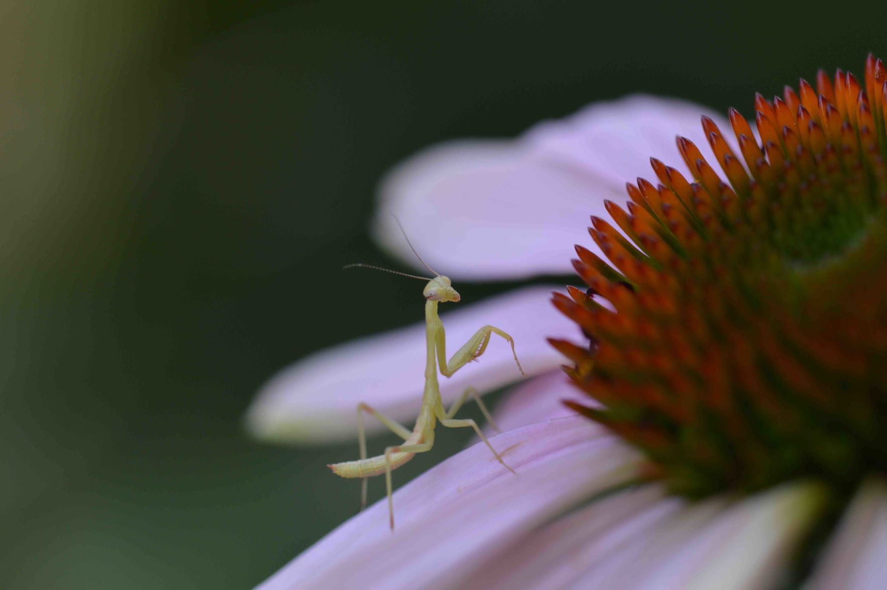 Praying mantis